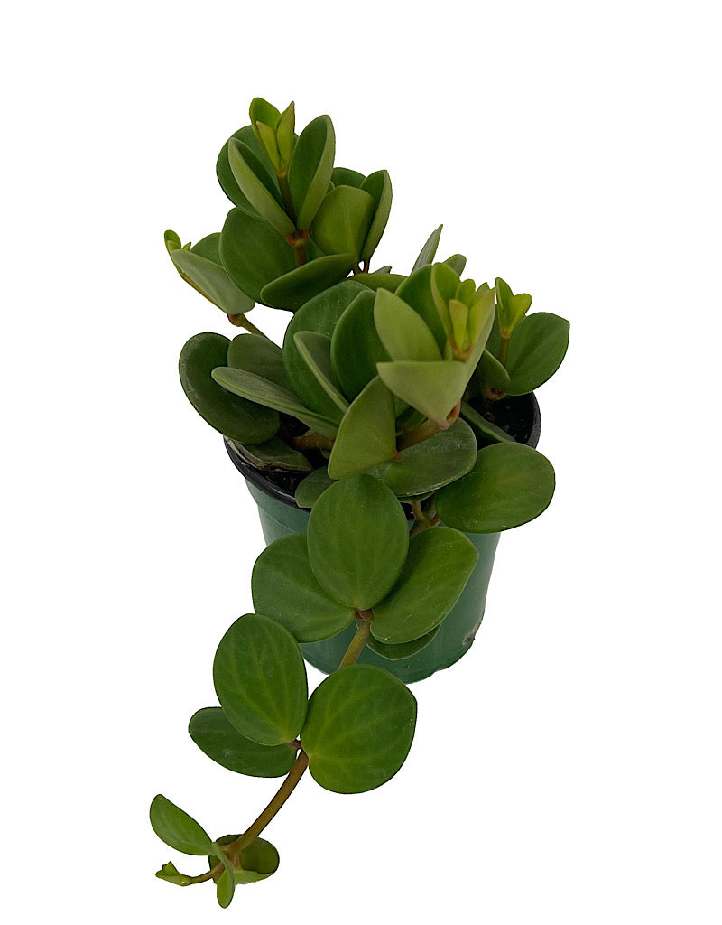 Peperomia 'Hope'