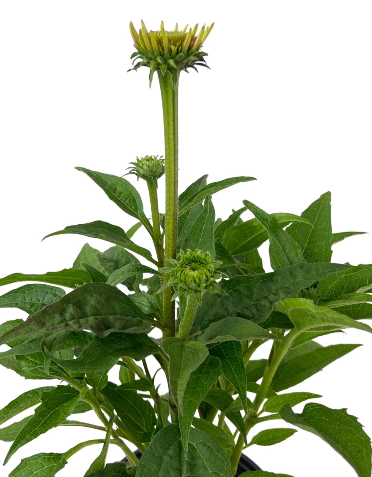 Echinacea 'Sombrero Flamenco Orange' 1 Gallon - The Garden Corner