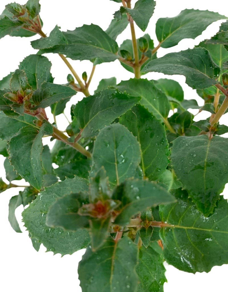 Fuchsia 'Beacon Rose' - The Garden Corner