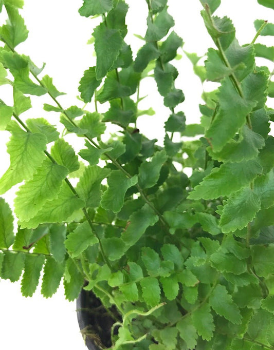 Nephrolepis exaltata 'Dallasii' 4 Inch - The Garden Corner