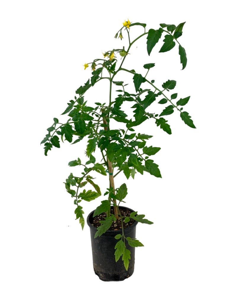 Tomato 'Bush Early Girl'