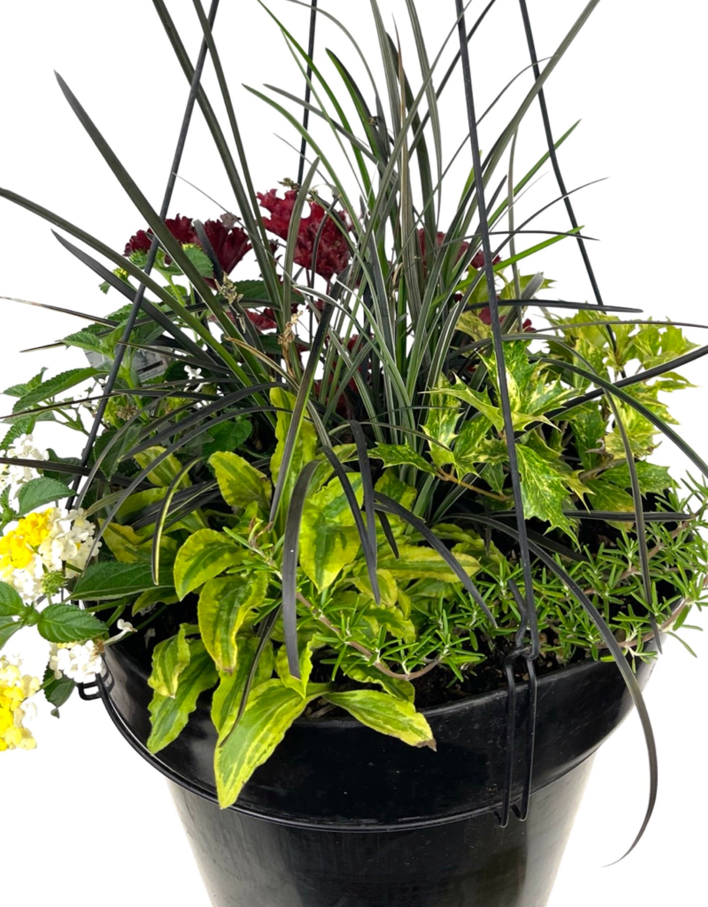Hanging Garden 2