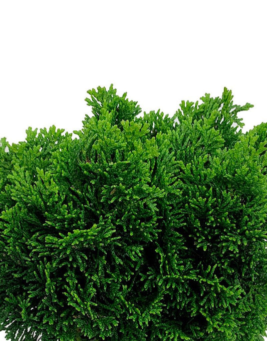 Chamaecyparis obtusa 'Stoneham' 1 Gal - The Garden Corner