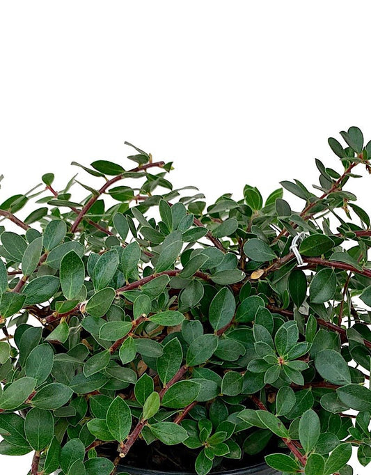 Arctostaphylos 'Emerald Carpet' 1 gal - The Garden Corner