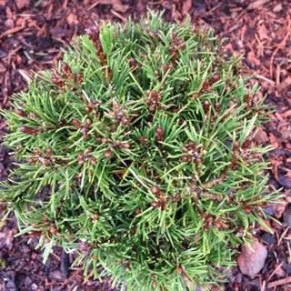Pinus mugo 'Slowmound' 4 Inch