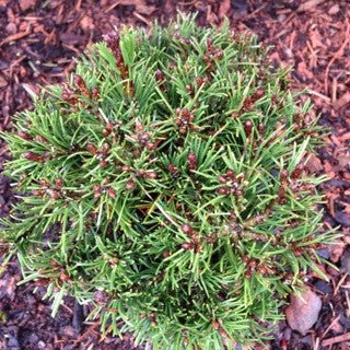 Pinus mugo 'Slowmound' 4 Inch - The Garden Corner