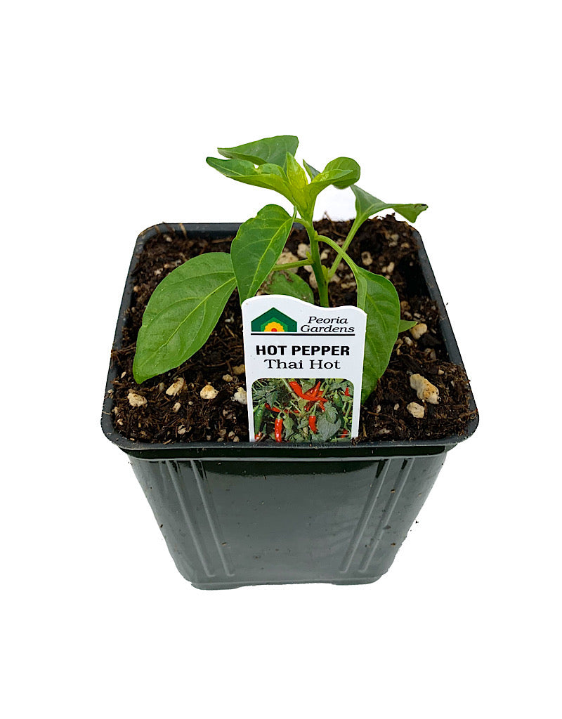 Pepper 'Thai Hot'