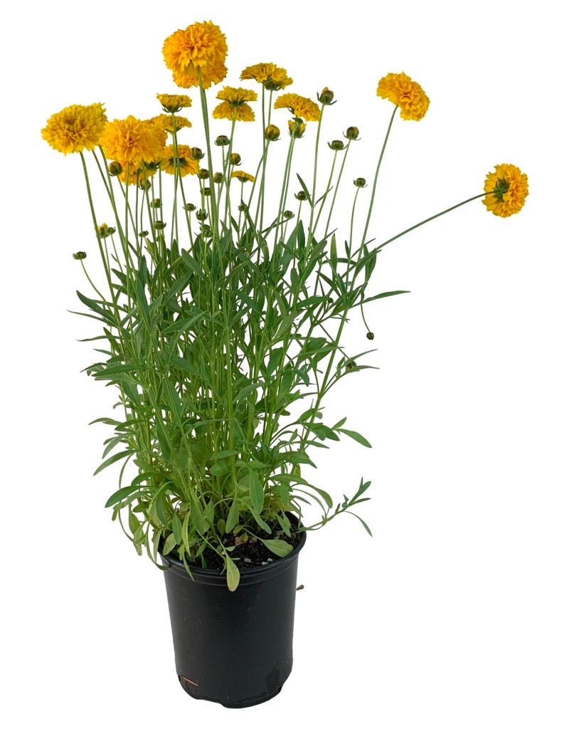 Coreopsis 'Moonswirl' - Perennials