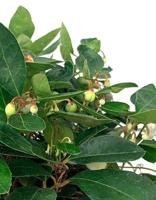 Gaultheria procumbens 'Winter Fiesta' - The Garden Corner