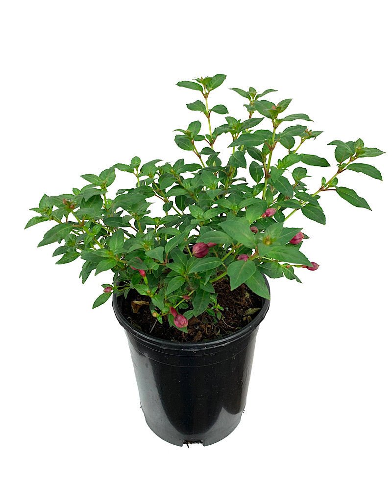 Fuchsia hybrida 'DebRon's Black Cherry' - The Garden Corner