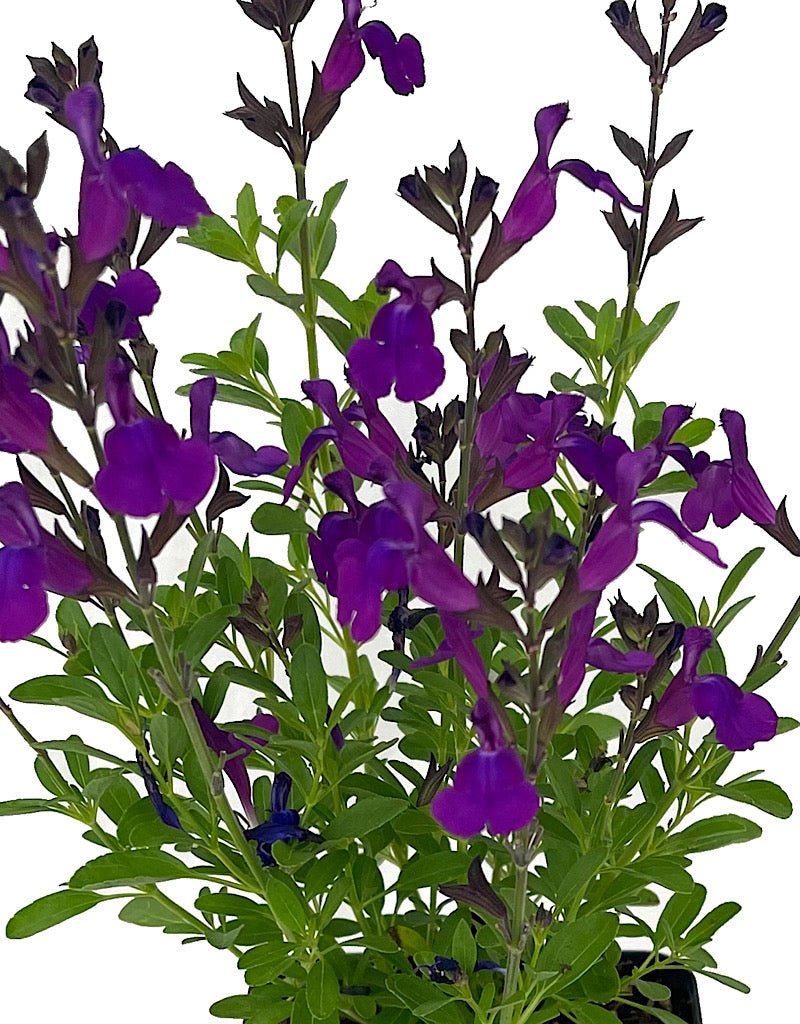 Salvia greggi 'Mirage Deep Purple' Quart - The Garden Corner