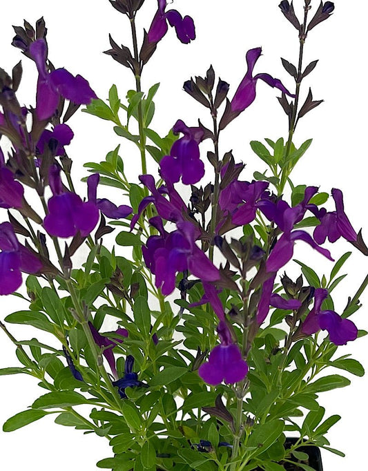 Salvia greggi 'Mirage Deep Purple' Quart - The Garden Corner