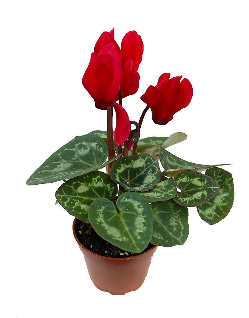 Cyclamen 2 Inch - The Garden Corner
