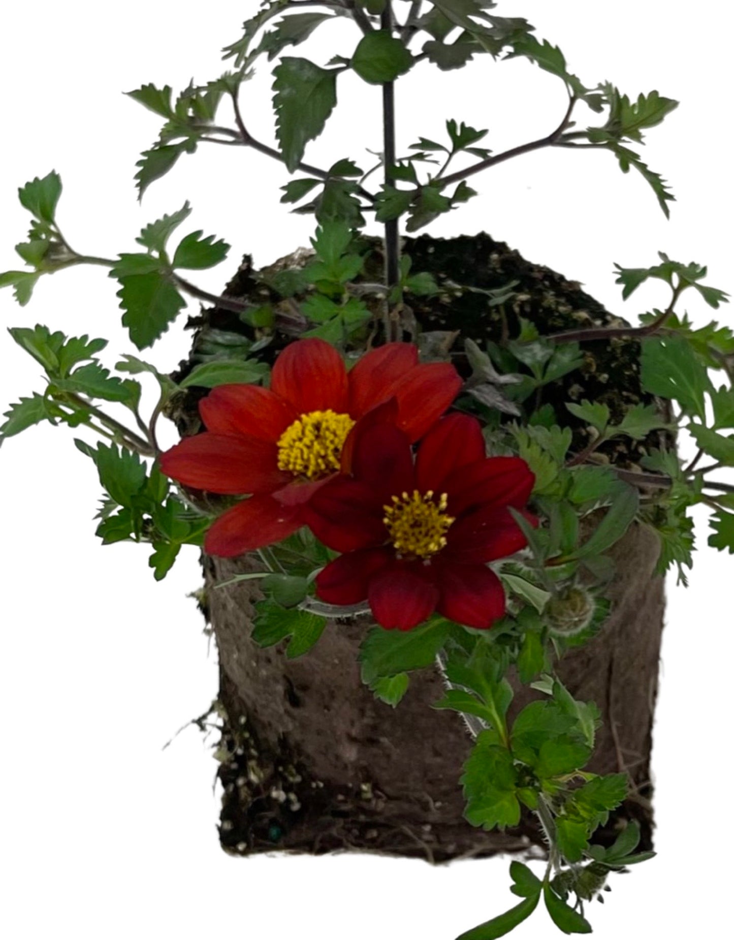 Bidens 'Brazen Rising Sun' - The Garden Corner