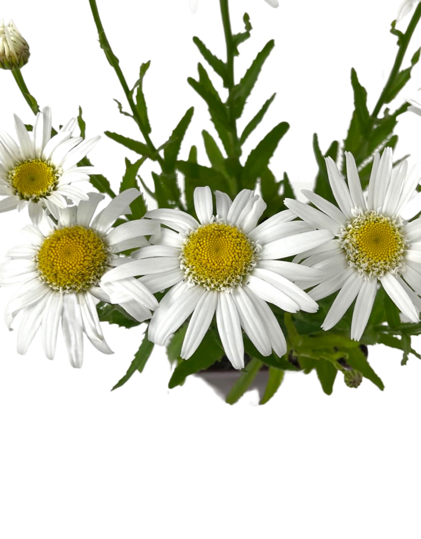 Leucanthemum 'Angel Daisy' - Perennials