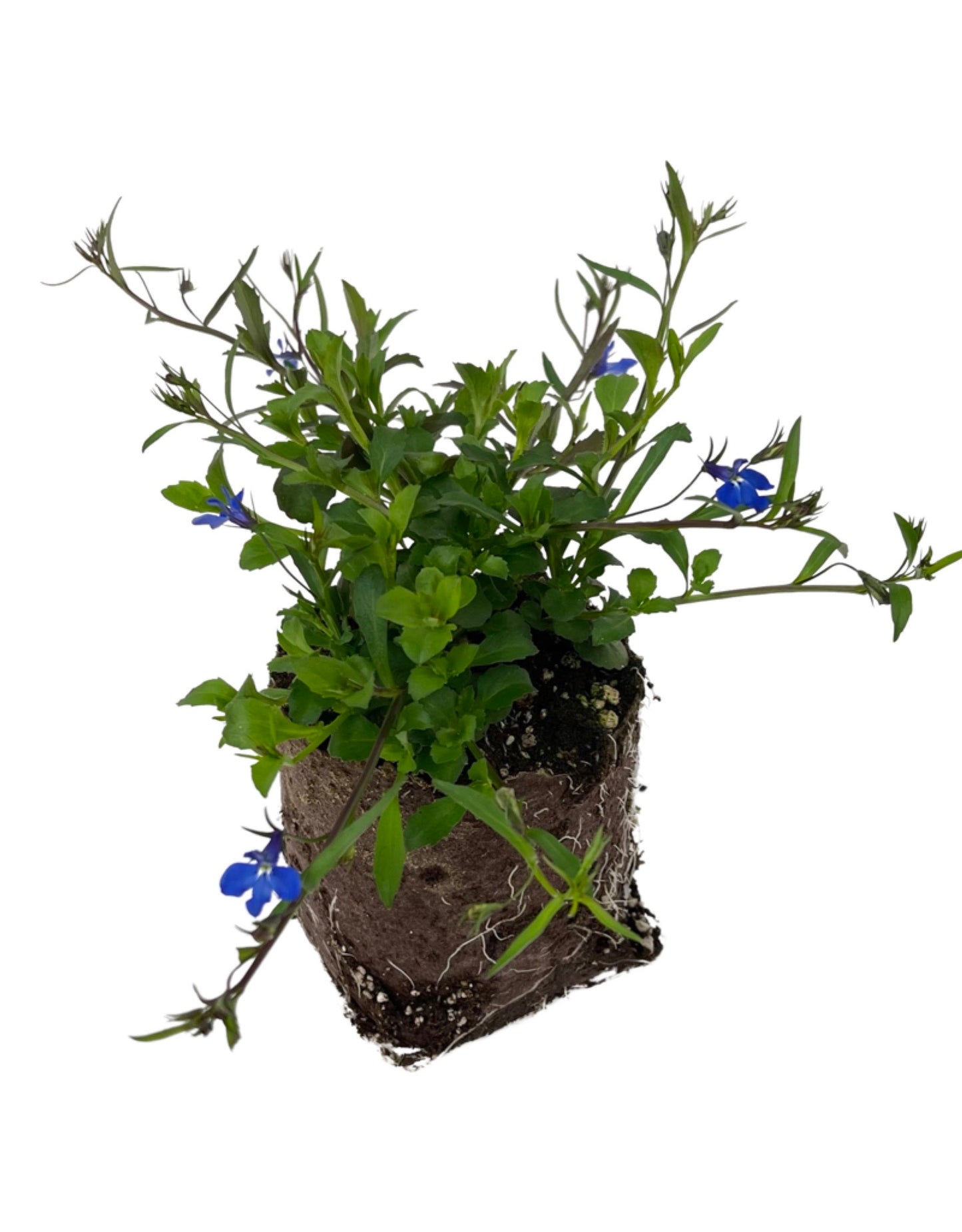 Lobelia 'Lucia Dark Blue'