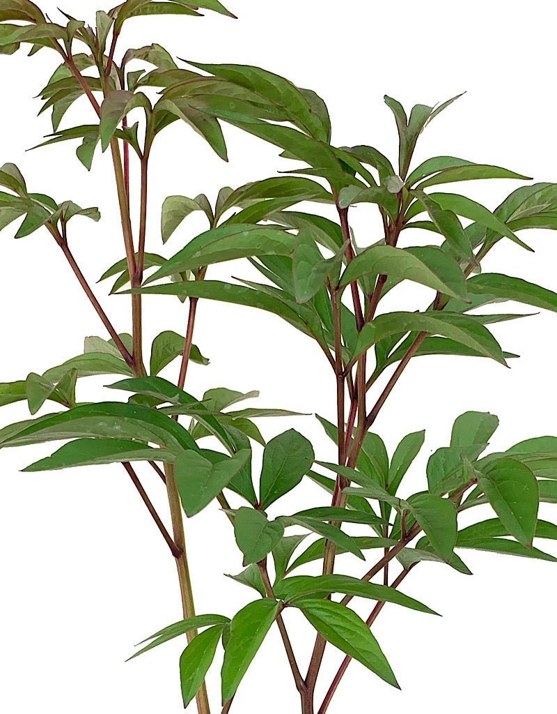 Paeonia lactiflora 'Karl Rosenfeld' 1 Gallon - The Garden Corner