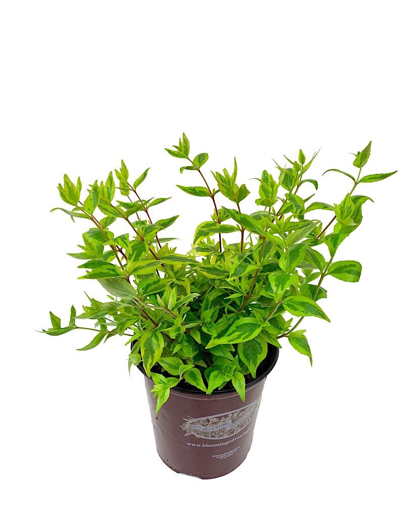 Abelia grandiflora 'Kaleidoscope' - Shrubs