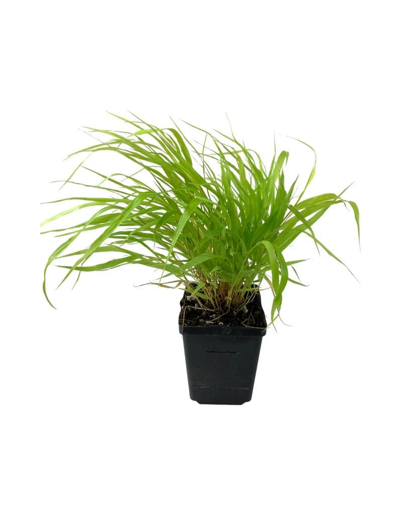 Hakonechloa macra 'All Gold' - Perennials