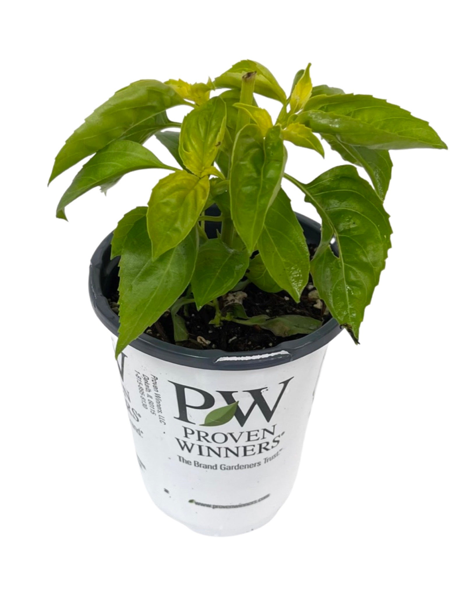 the garden corner seeds Basil 'Amazel Basil' – The Garden Corner