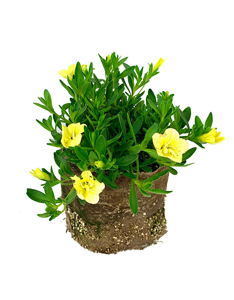 Calibrachoa 'Minifamous Double Lemon' 4 Inch