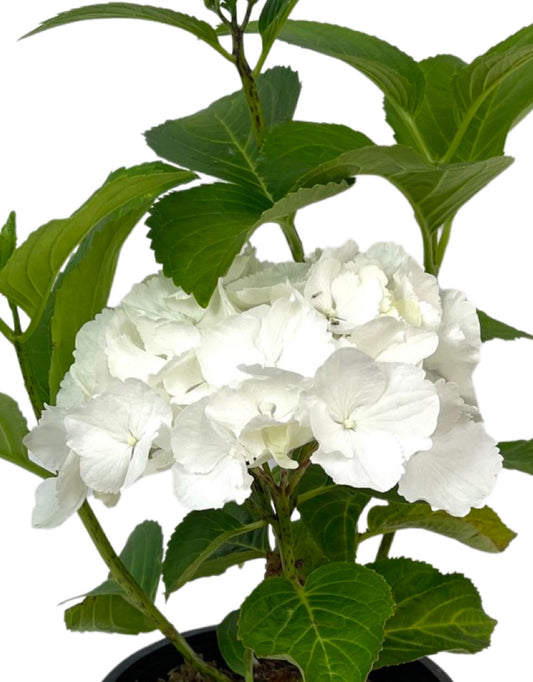 Hydrangea 'Saxon Alaska' 1 Gallon - The Garden Corner