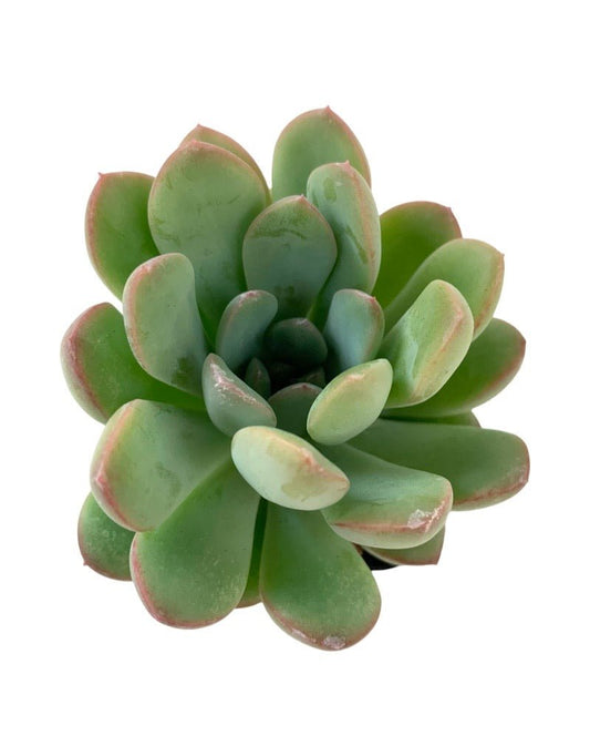 Echeveria scheideckeri 'Jeweled Crown' - The Garden Corner