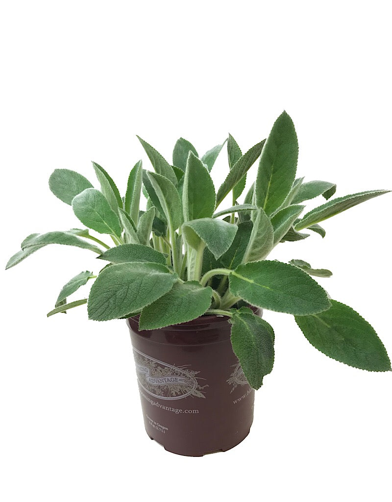 Stachys 'Helen Von Stein' 1 gal