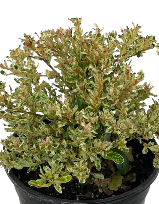 Myrcianthes variegated - The Garden Corner