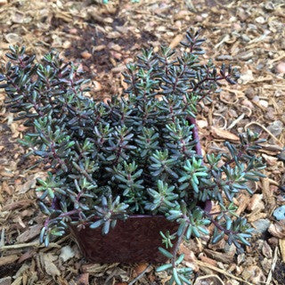 Sedum album 'Black Pearl'