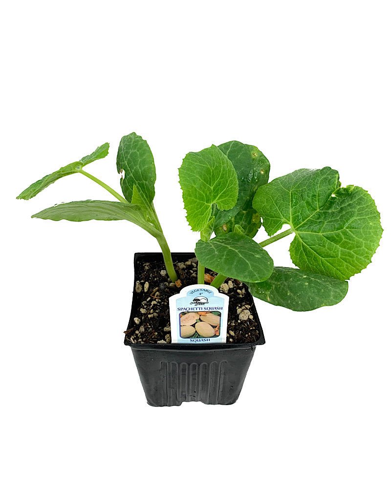 Squash 'Spaghetti' 4 Inch - The Garden Corner