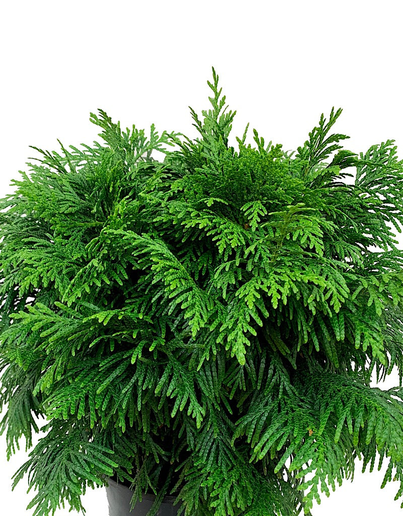 Thuja plicata 'Gruene Kugel'