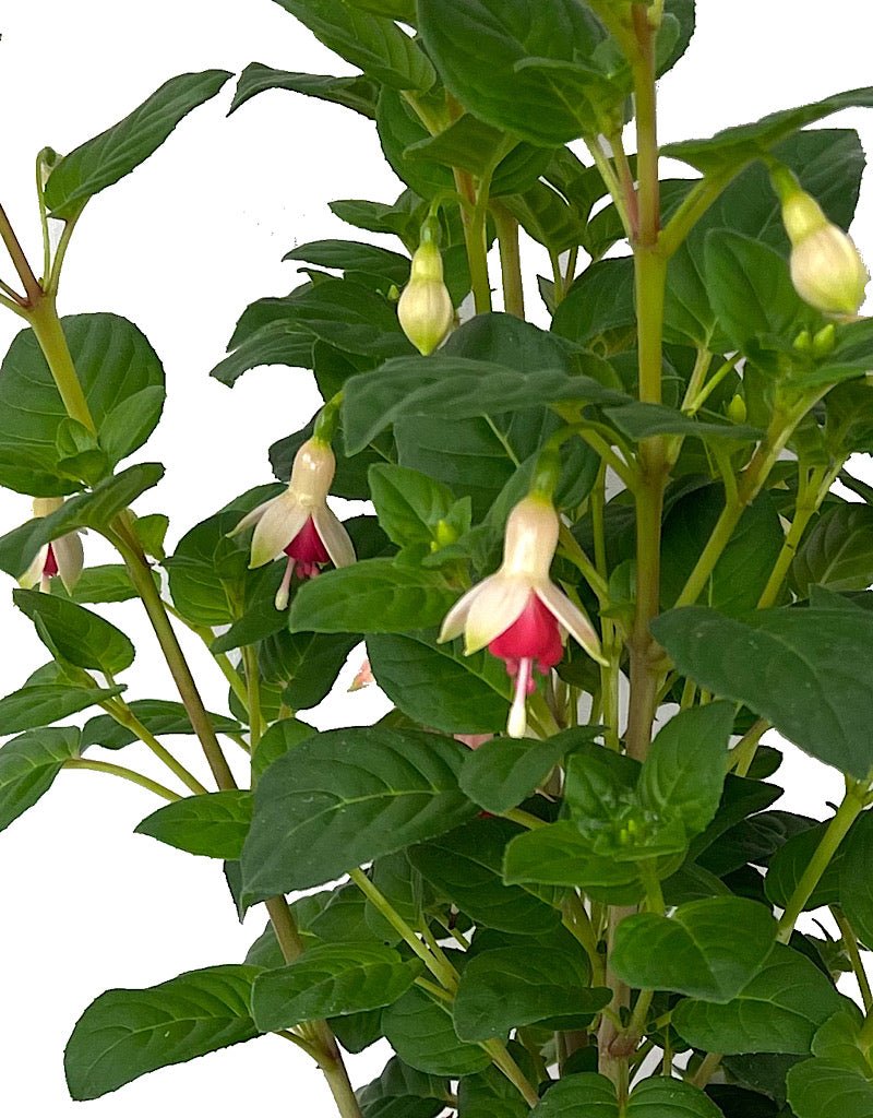 Fuchsia 'Galadriel' 1 Gallon - The Garden Corner