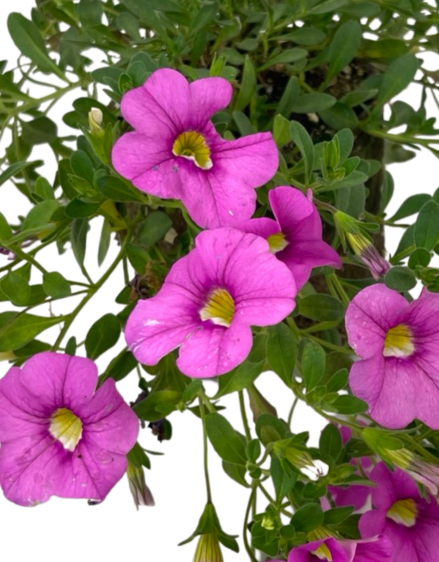 Calibrachoa 'Cabaret Light Pink' 4 Inch - The Garden Corner