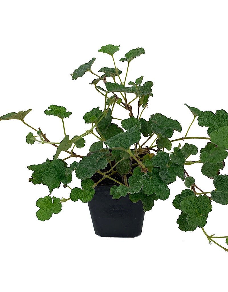 Rubus pentalobus 4 Inch - The Garden Corner