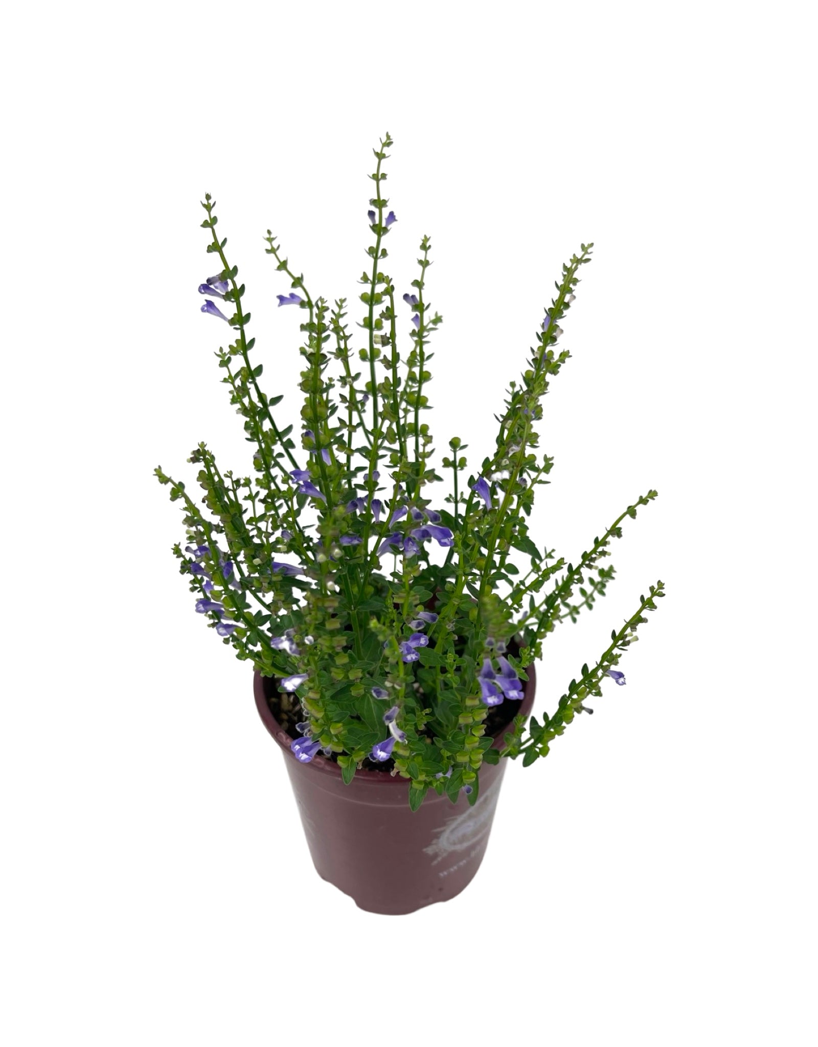 quart pot plant Scutellaria barbata Quart – The Garden Corner
