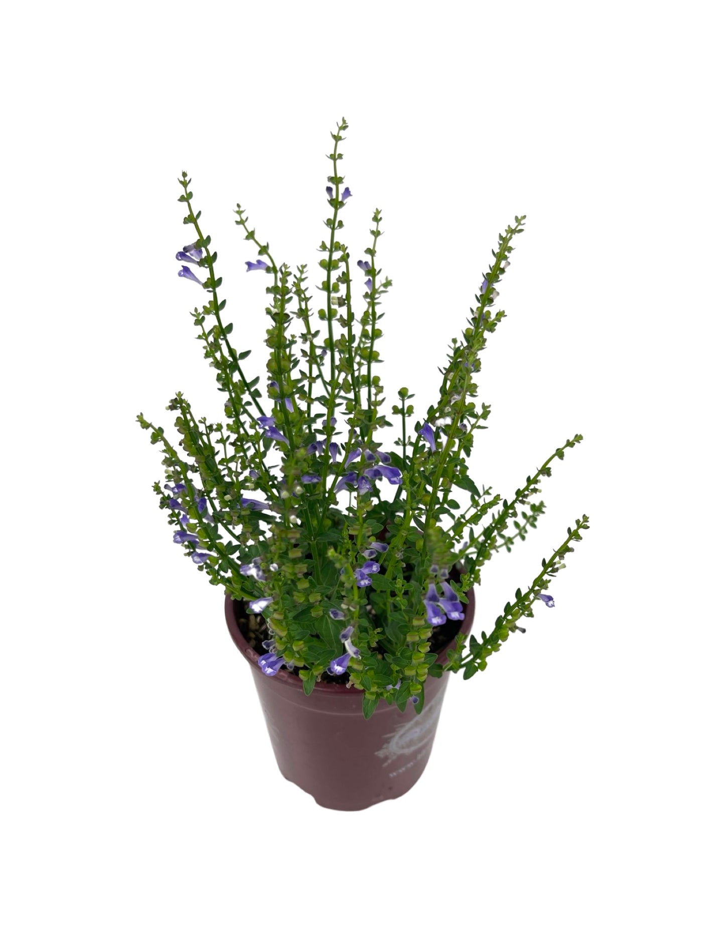 Scutellaria barbata Quart - The Garden Corner