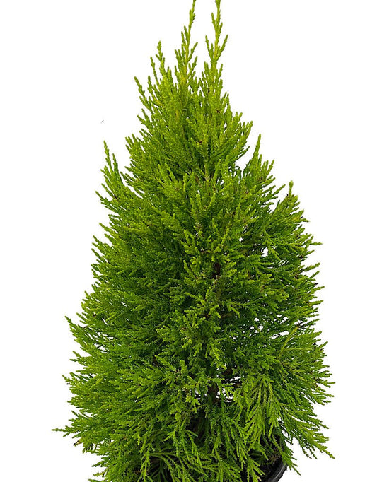 Cupressus macrocarpa 'Donard Gold' - The Garden Corner