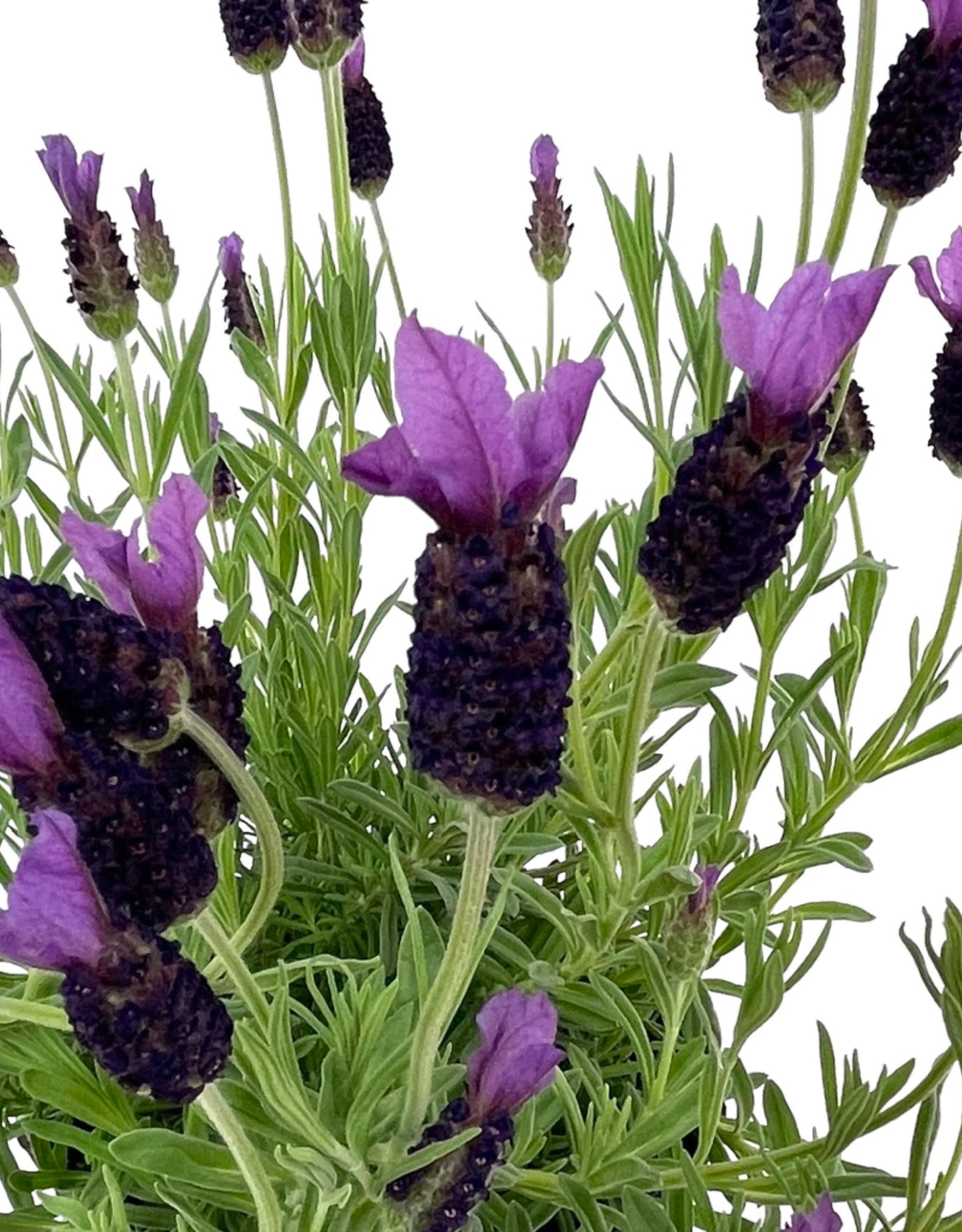 Lavandula stoechas 'Anouk Supreme' 1 Gallon - The Garden Corner