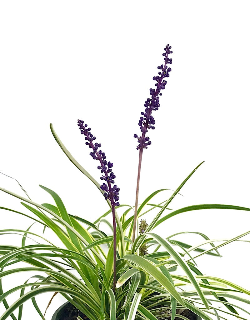 Liriope m. 'Silvery Sunproof' - 1 gal