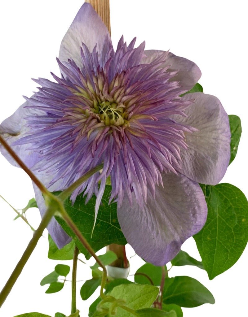 Clematis 'Blue Light' - The Garden Corner