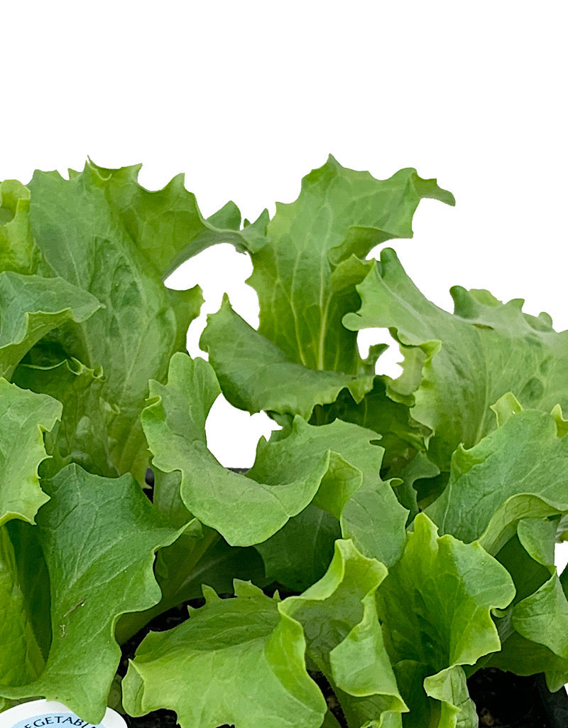 Lettuce 'Great Lakes Iceberg' Traypack