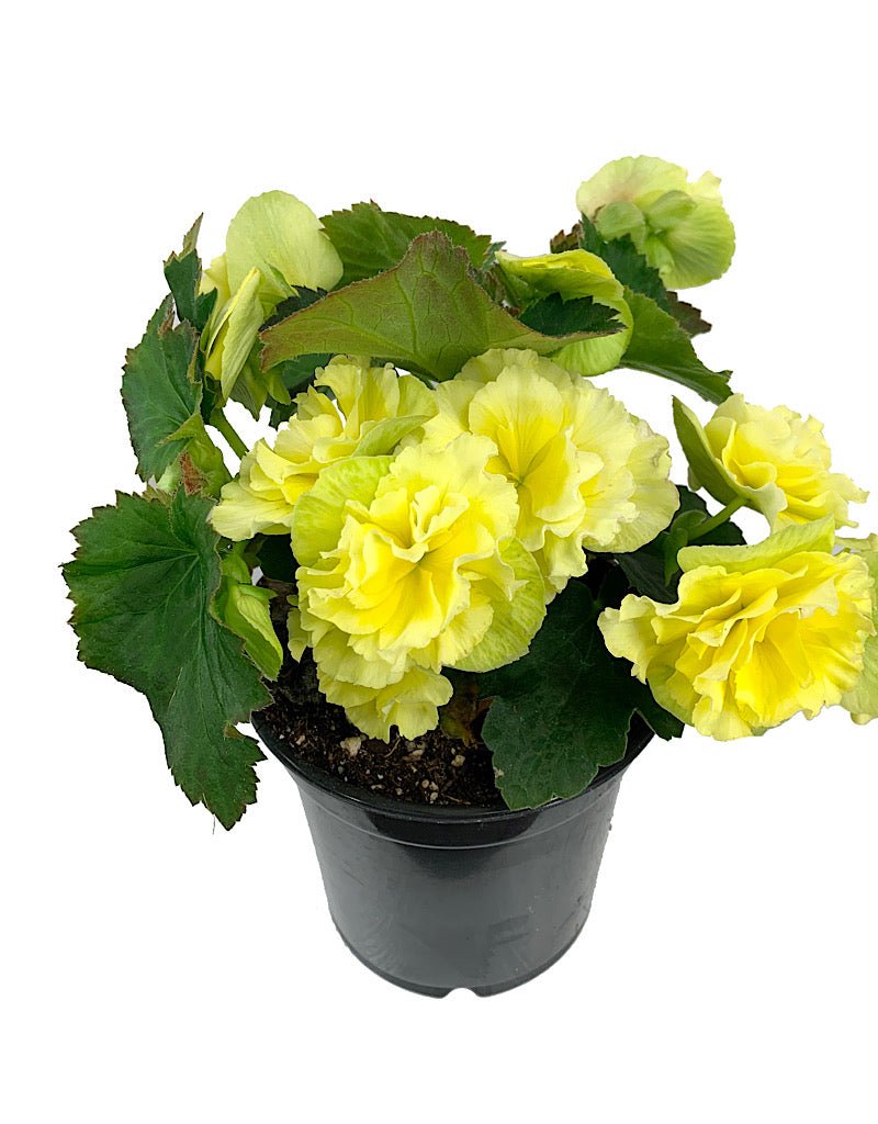 Solar Begonia - The Garden Corner