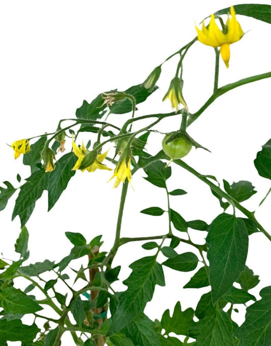 Tomato 'Bush Early Girl' 1 Gallon - The Garden Corner