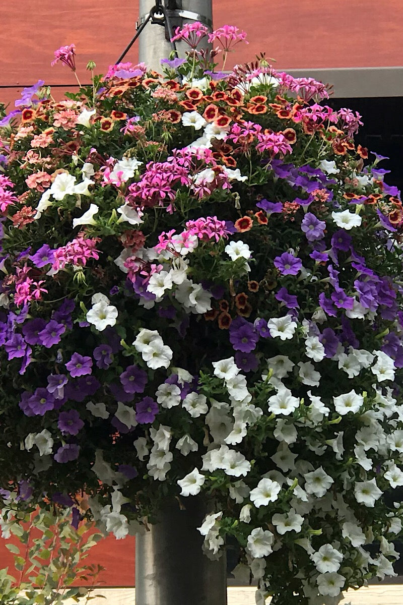 Our Passion Basket