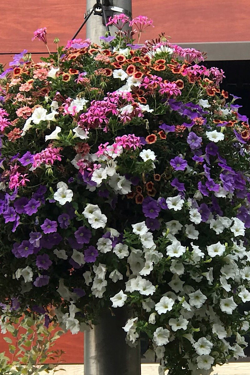 Our Passion Basket - Pre-Order - Annuals