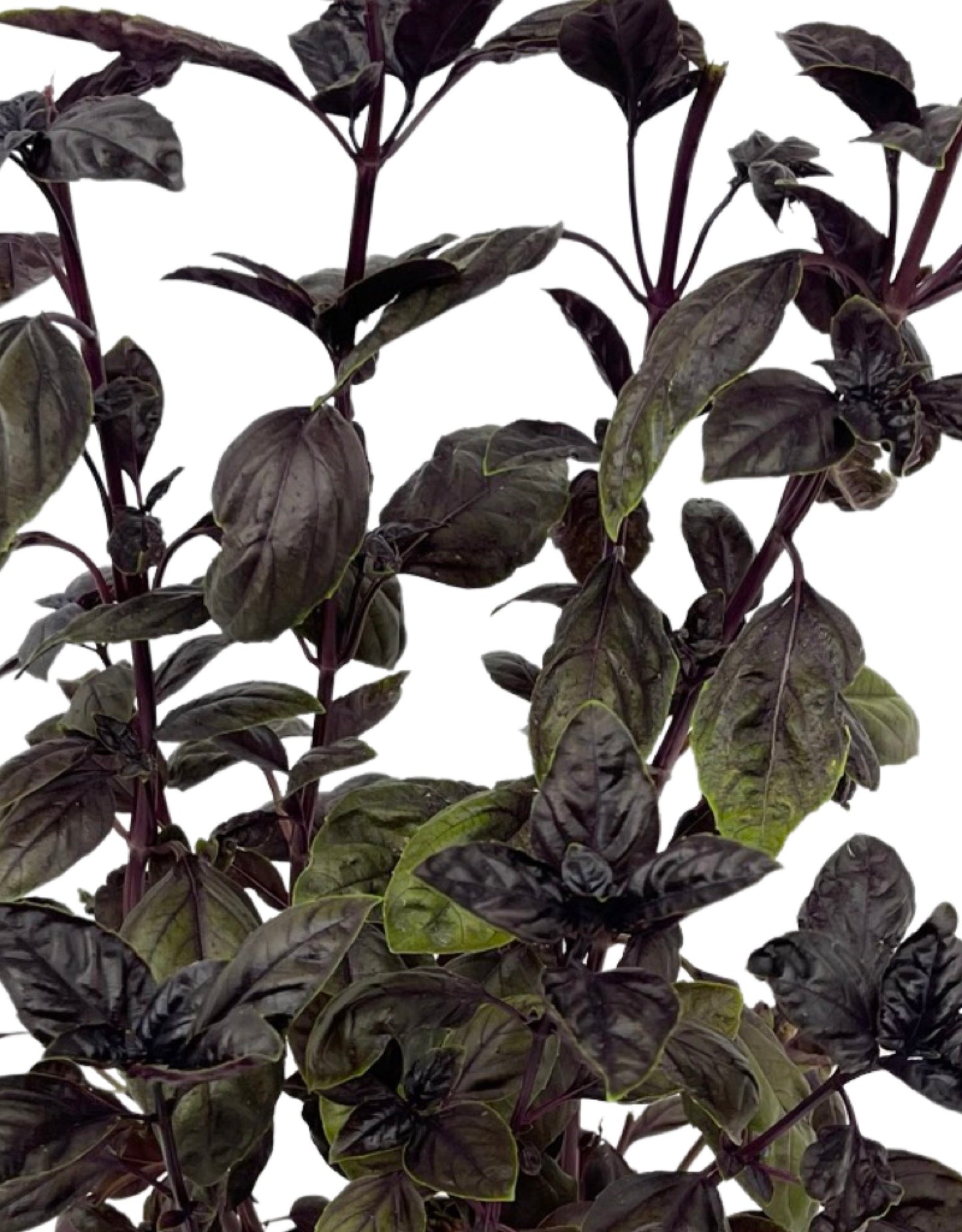 Basil 'Amethyst' 6 Inch - The Garden Corner