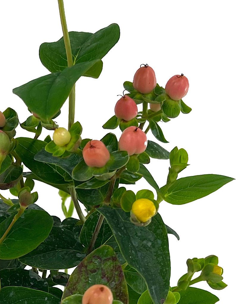 Hypericum 'Miracle Horizon' Quart - The Garden Corner
