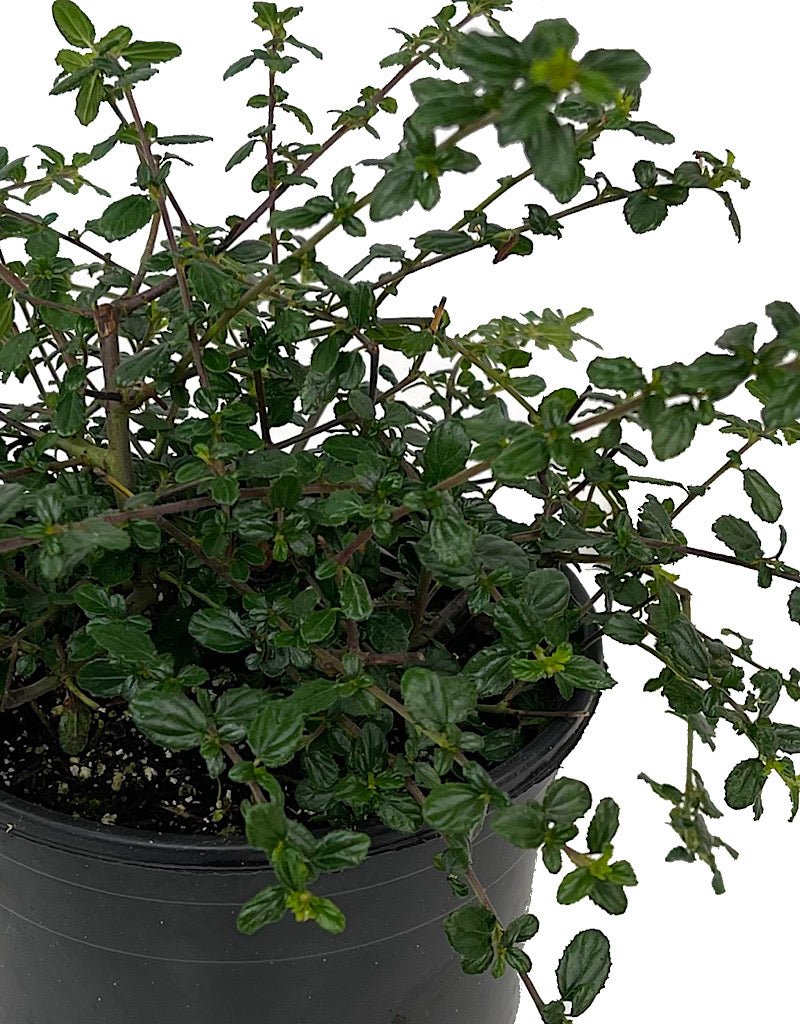 Ceanothus €˜Midnight Magic 1 Gallon - The Garden Corner