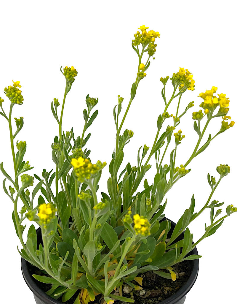 Aurinia 'Basket of Gold Alyssum' 1 Gallon